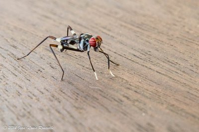 20141214-DS4A7905.jpg