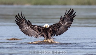 Mature Spread Eagle.jpg