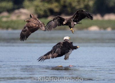 Chasing Off The Kids.jpg