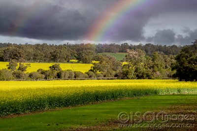 1013-Canola-Crop.jpg