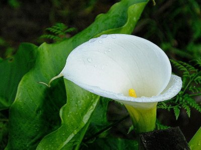 WaterLillie.jpg