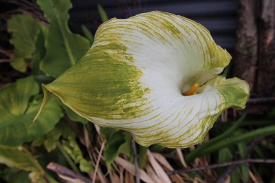 IMG_1807_InPixio.jpg
