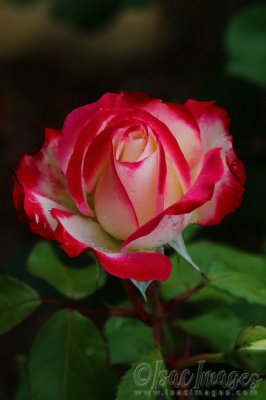 2840-Fire_and_Ice_Rose.jpg