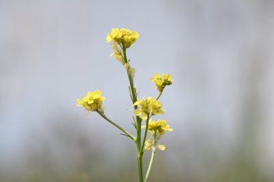 Derwent River Weed.jpg