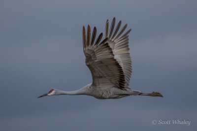 Wildlife On Cristmas Day (39 of 56).jpg