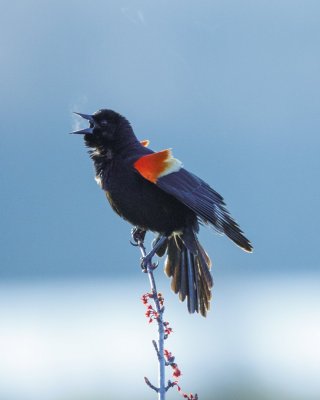 IMG_4760.jpg