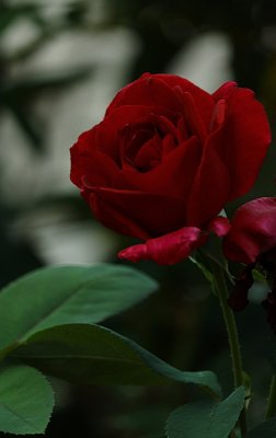IMG_0036.JPG
