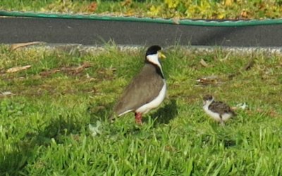 Plover and chick.jpg