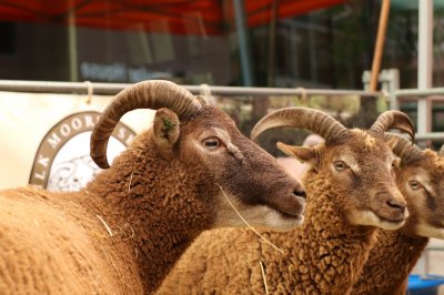 sheep1 woolman 2022.jpg
