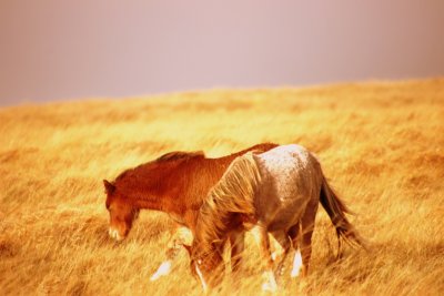 IMG_9250.JPG