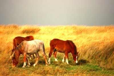 IMG_9243.JPG
