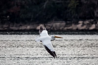 One Pelican.jpg