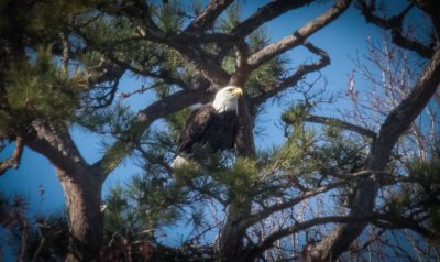 Eagle (1 of 2).jpg