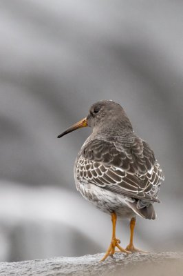 IMG_5144-Edit.jpg