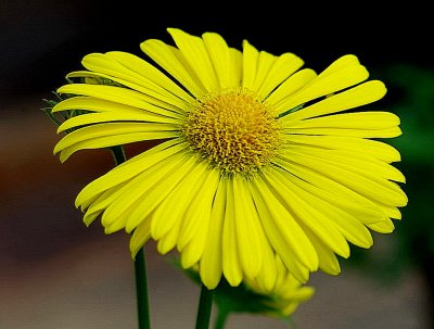 IMGP3454 (2).JPG