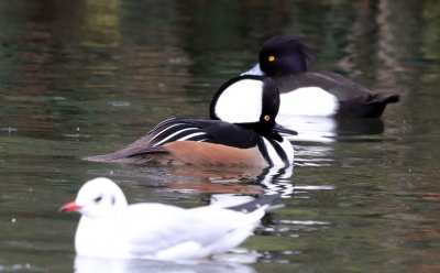Hooded Merganser male .jpg