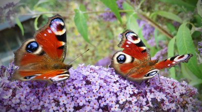 Peacock Butterflies.jpg