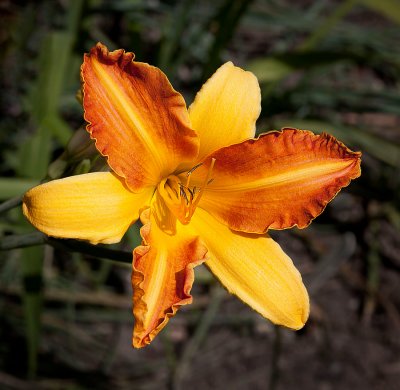 Hemerocallis_Kwanso flore plena.jpg
