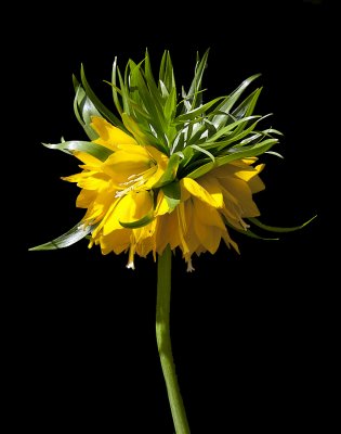 Upside_Down-Tulip_aka_Crfown_Imperial.jpg