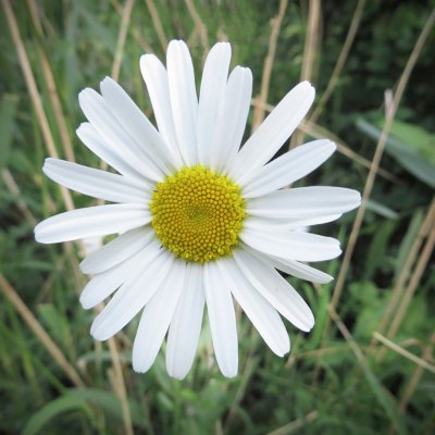Large Daisy.jpg