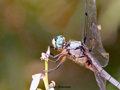 IMG_2896a.JPG