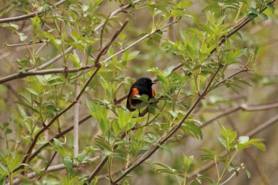 American-Redstart-9B3A2821.jpeg
