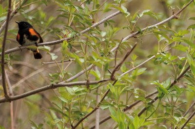 American-Redstart-9B3A2836.jpeg