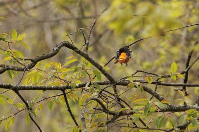 Baltimore-Oriole-9B3A3169.jpeg