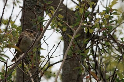 Rose-breasted-Grosbeak9B3A2689.jpeg