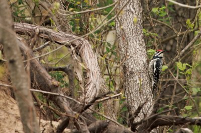 Yellow-bellied-Sapsucker-9B3A3248.jpeg