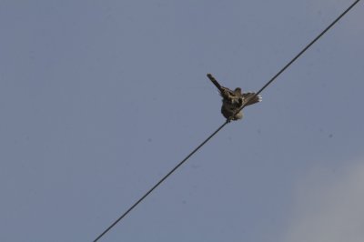 Ballance in wind.jpg