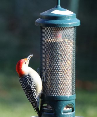 woodpecker-1.jpg