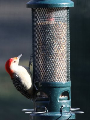 woodpecker-2.jpg