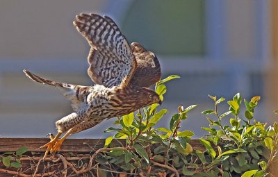 IMG_8703a4.jpg