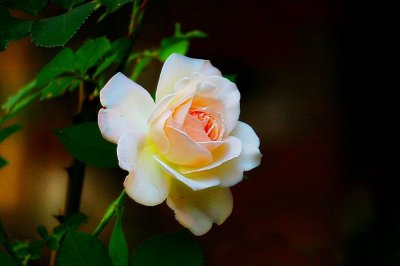 IMG_2637 (4).JPG