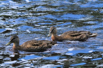 2 mallards.jpg