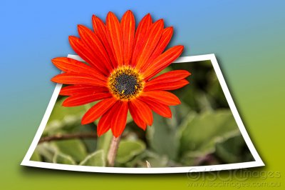 9033-Daisy_OOB.jpg