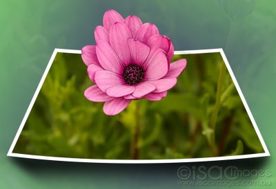 9389-Pink_Daisy_OOB.jpg