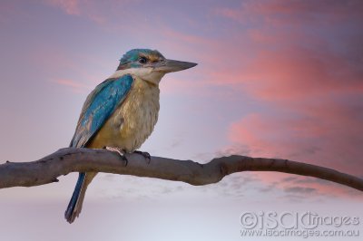 3475-Sacred_Kingfisher_1.jpg