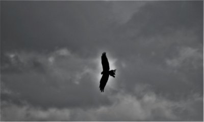 scruffy red kite mono.JPG