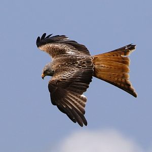 IMG_2932