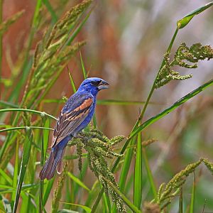 Blue Grosbeak