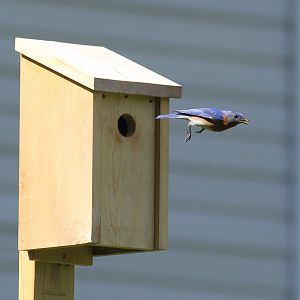 Blue Bird launching to go on the hunt