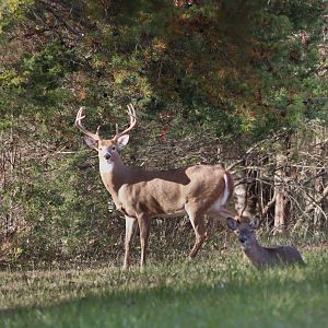 Deer_019