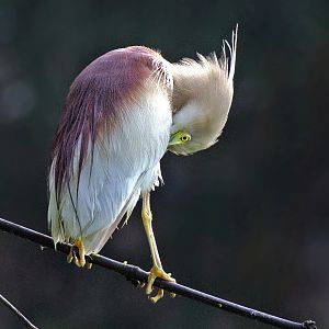 Indian pond Heron