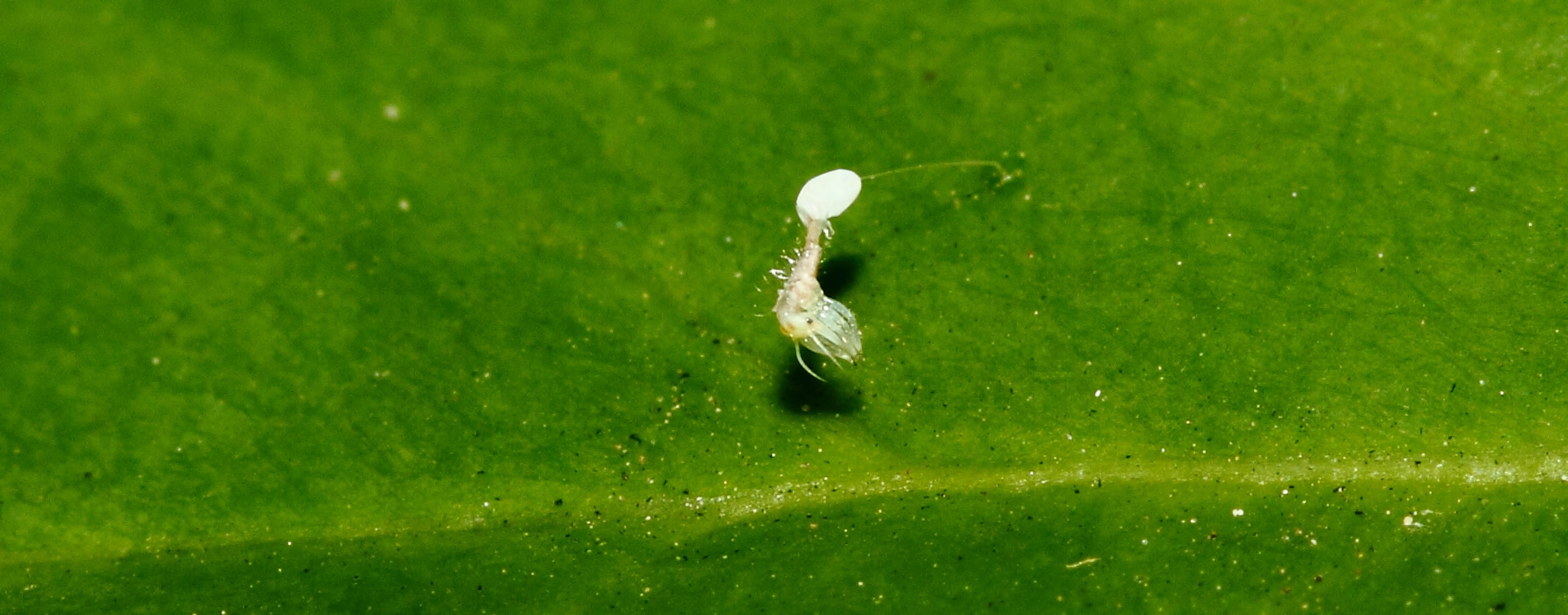 A Ladybug Larvae Hatching.