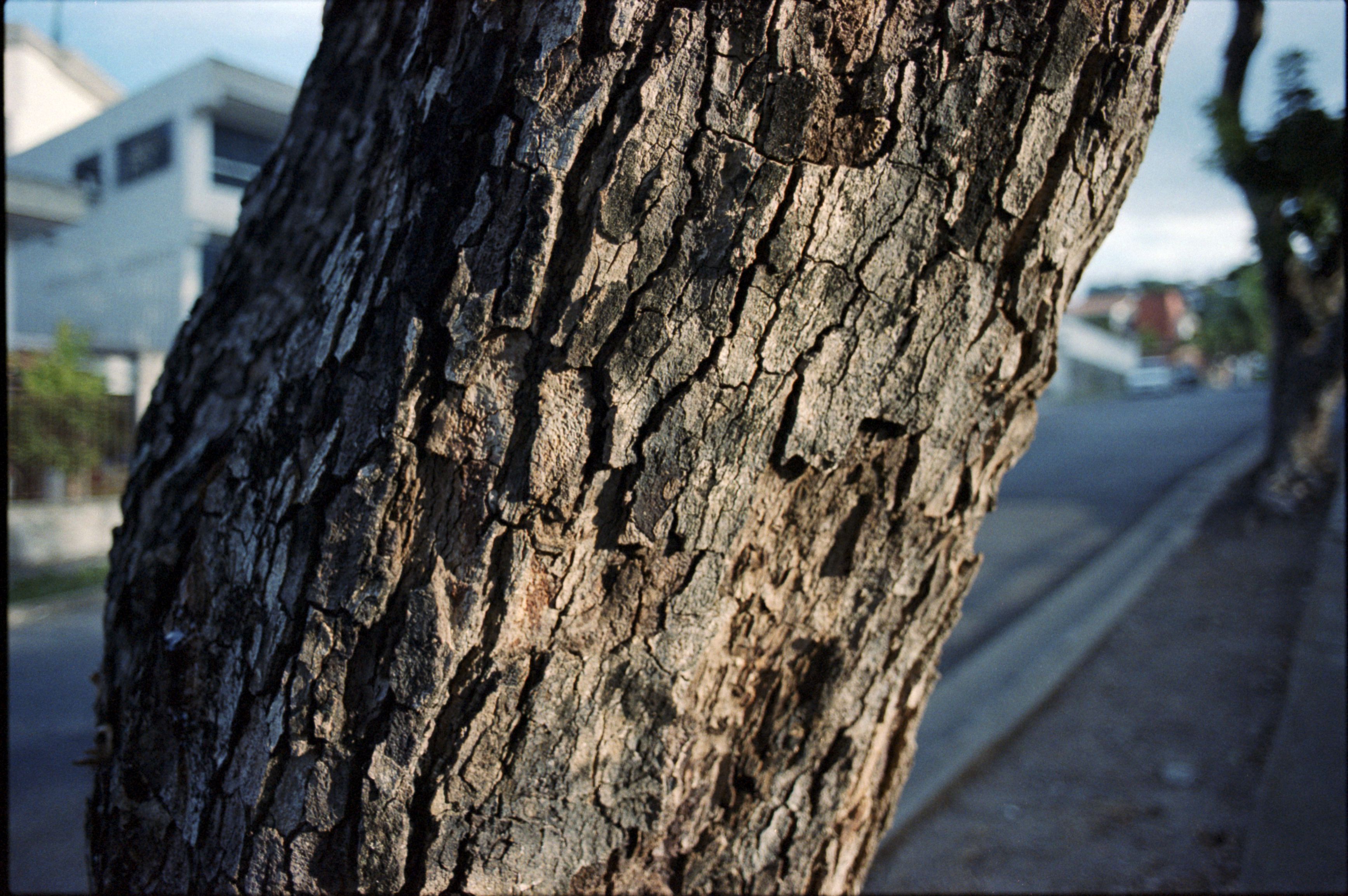 A tree (2016), Kodak Portra 400