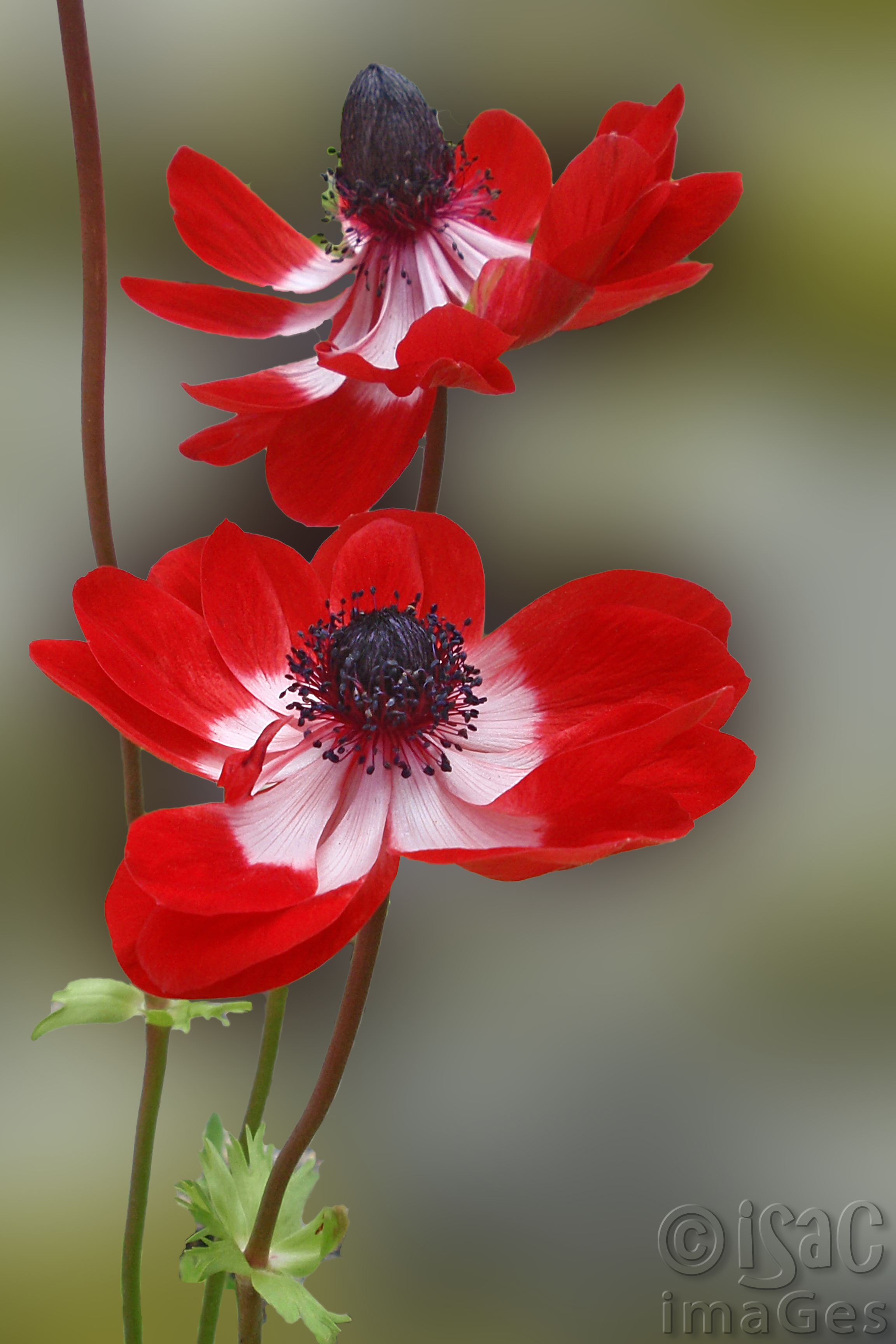 Anemone