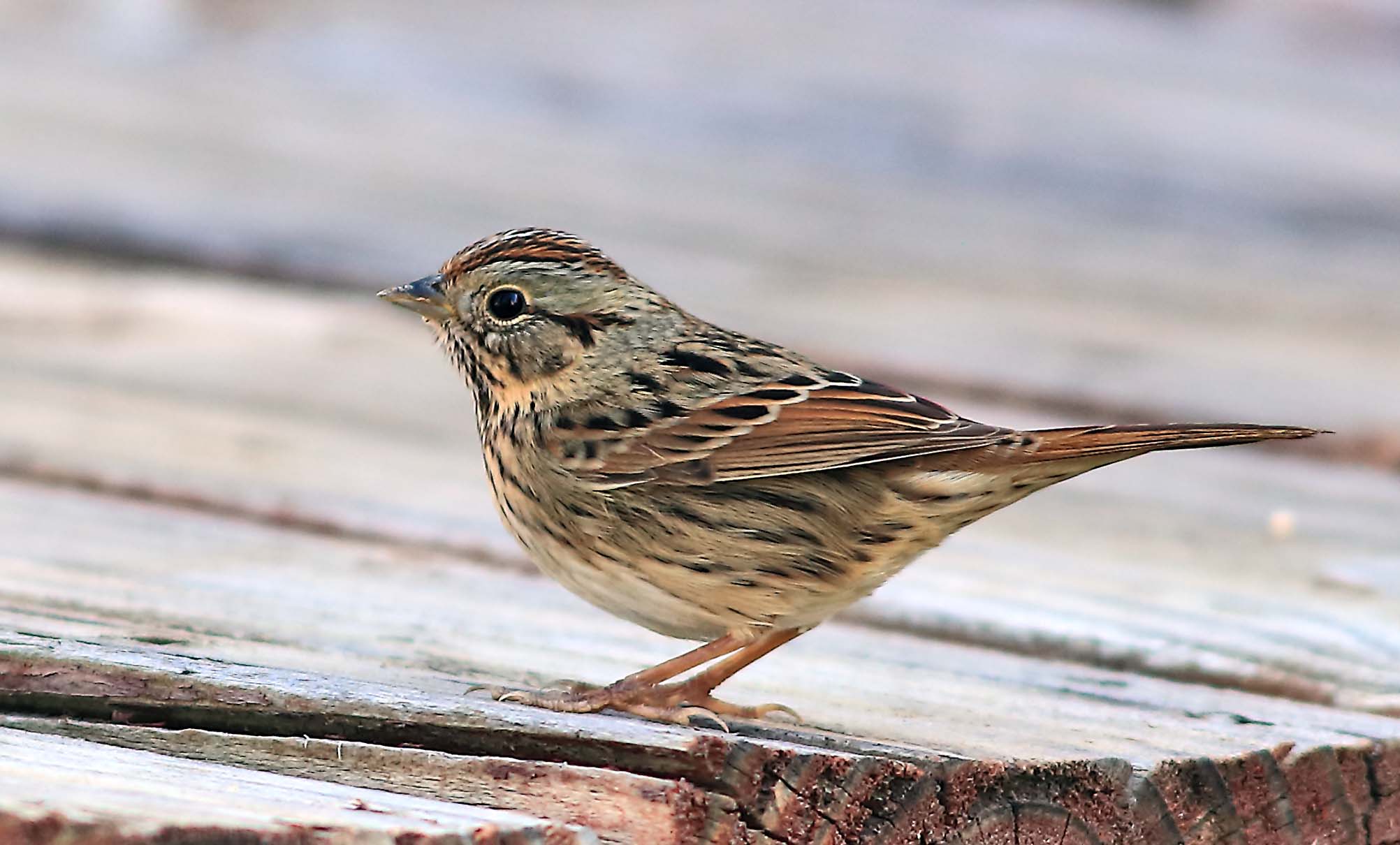 Lincoln's Sparrow