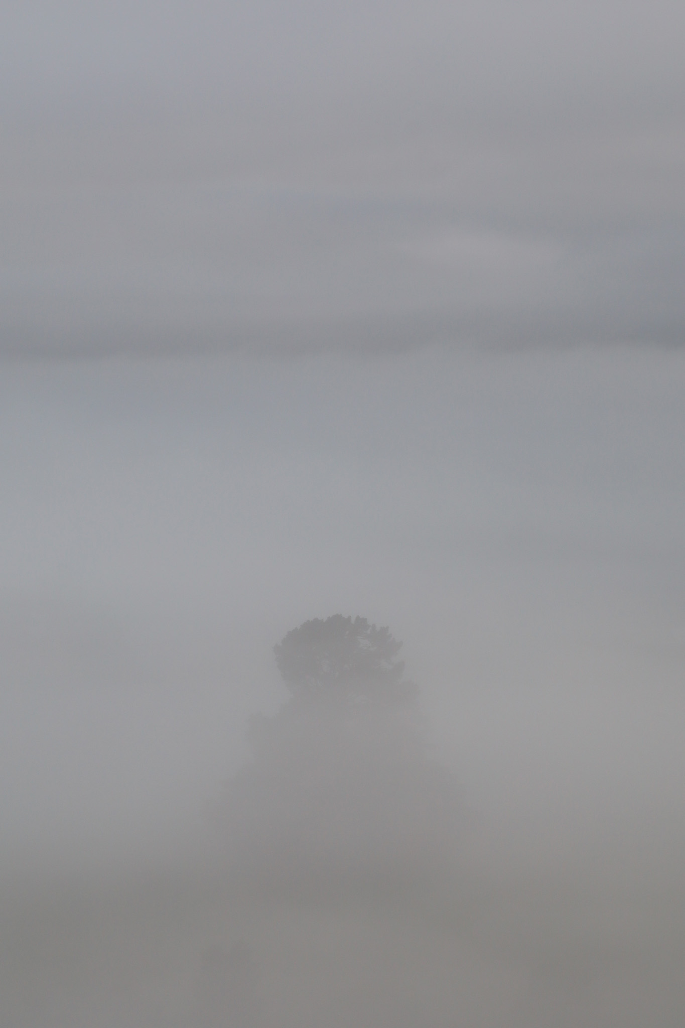 Misty Tree
